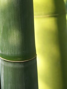 Suelos de bambú2