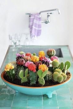 Cactus y terrarios 16