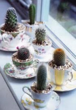 Decorar con cactus 2