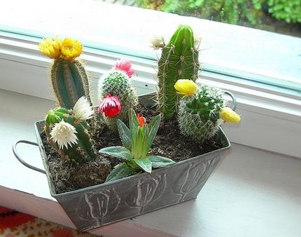 Decorar con cactus 3