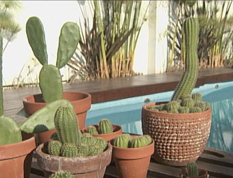 Decorar con cactus 4