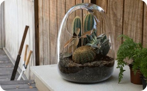 Decorar con cactus 5