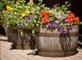 Macetas con barriles de vino para tu jardín