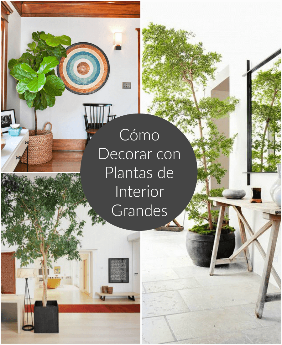 Cómo decorar con plantas de interior grandes