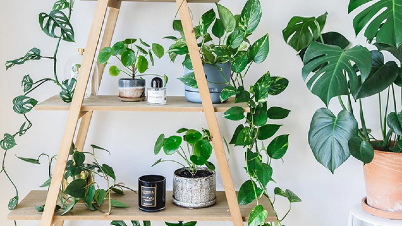 7 formas de decorar con plantas de interior