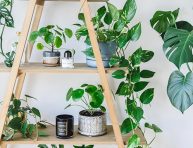 imagen 7 formas de decorar con plantas de interior