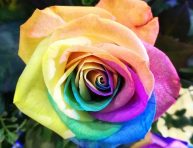 imagen DIY: decora tu hogar con rosas multicolores