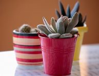imagen En qué lugar colocar los cactus según el Feng Shui