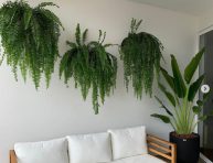 imagen Ideas para incorporar plantas colgantes en interiores