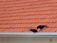 imagen Protegiendo tus Tejas: Antipájaros y su Efectividad